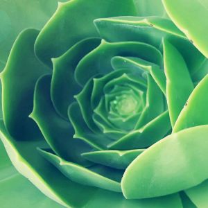 Espiral de Suculenta Verde
