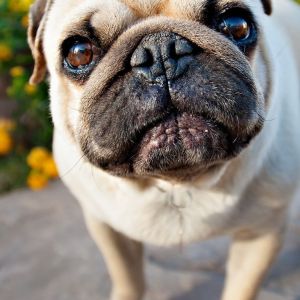 Pug Adorável em Close-Up
