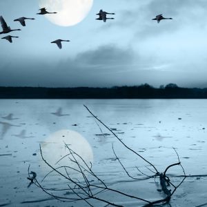 Lago Iluminado pela Lua com Pássaros