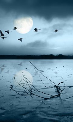 Lago Iluminado pela Lua com Pássaros