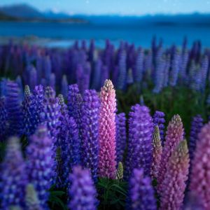 Lupinos Roxos Vibrantes
