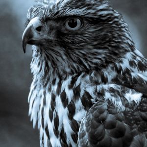 Retrato de Falcão Majestoso
