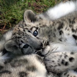 Filhote de Leopardo das Neves