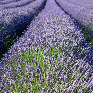 Campos de Lavanda em Flor