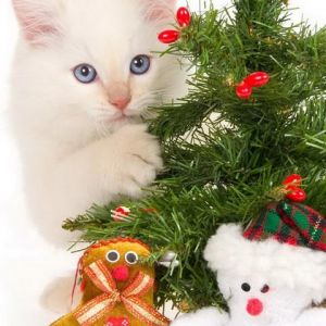 Gatinho Fofo com Árvore de Natal