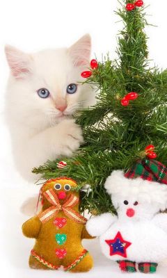 Gatinho Fofo com Árvore de Natal