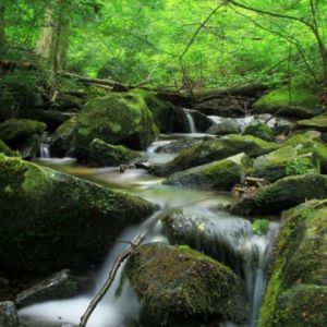 Riacho Sereno na Floresta