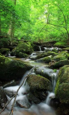 Riacho Sereno na Floresta