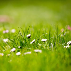Linda Grama Verde com Margaridas