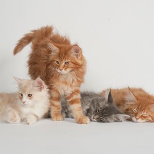 Gatos Maine Coon Fofos