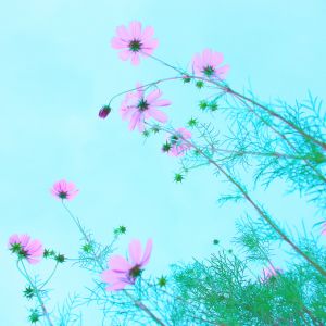 Flores Rosas Contra o Céu Azul