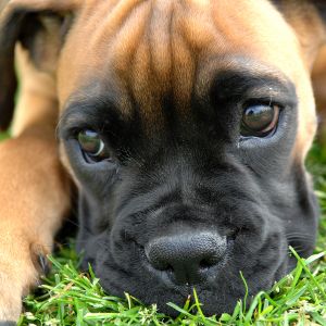 Filhote de Boxer Fofo