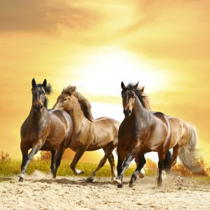Cavalos Correndo ao Pôr do Sol