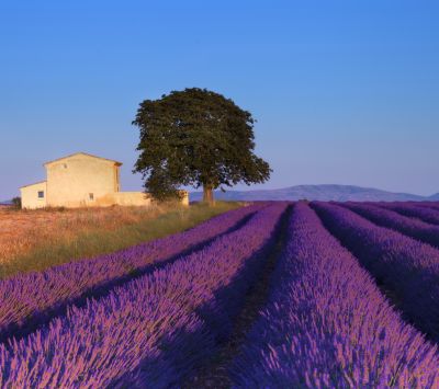 Campos de Lavanda ao Pôr do Sol - wallpaper preview