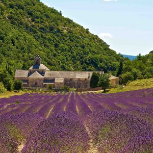 Campos de Lavanda e Abadia