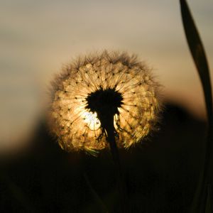 Dente de leão ao pôr do sol