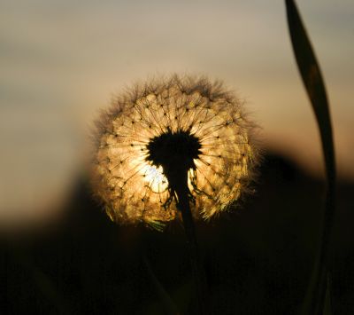Dente de leão ao pôr do sol