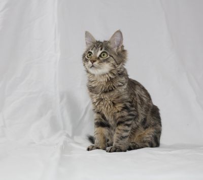Gato Tigrado Fofo