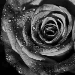 Rosa em Preto e Branco com Gotas de Água