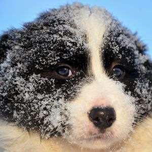 Filhote na Neve