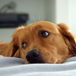 Golden Retriever Relaxando