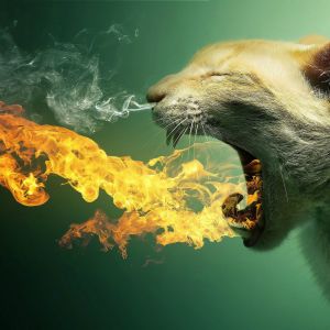 Rugido de Gato em Chamas