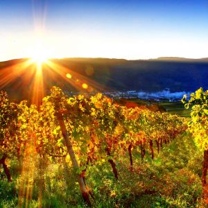 Vinhedo ao Pôr do Sol