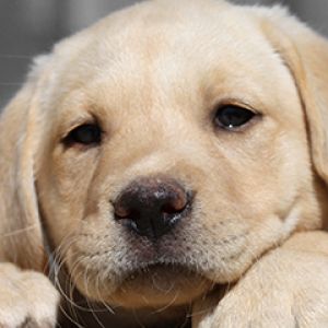 Filhote de Labrador Fofo
