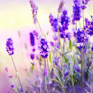 Campos de Lavanda em Flor