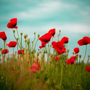 Papoilas Vermelhas Vibrantes em Flor