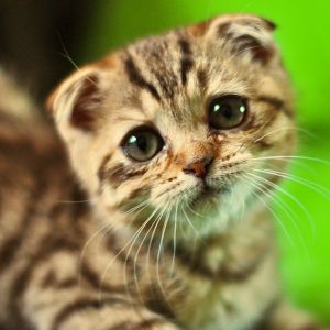 Gatinho Fofo com Olhos Grandes