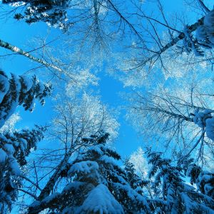Floresta de Inverno