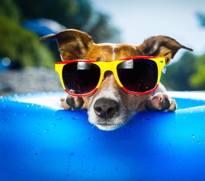 Cachorro estiloso com óculos de sol