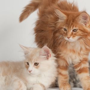 Gatinhos Fofos
