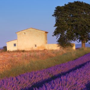 Campos de Lavanda e Casa Rústica