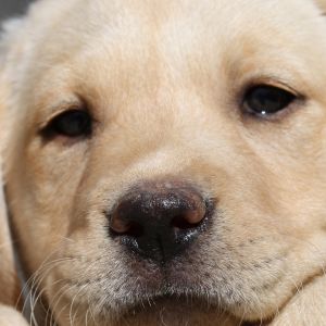 Filhote de Labrador Fofo