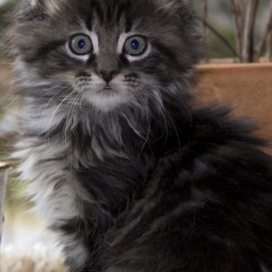Gatinho Fofo com Olhos Azuis