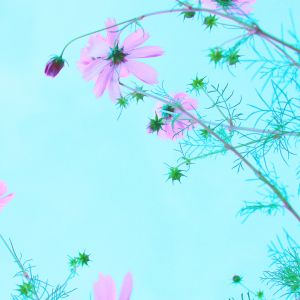 Flores Rosas Contra o Céu Azul