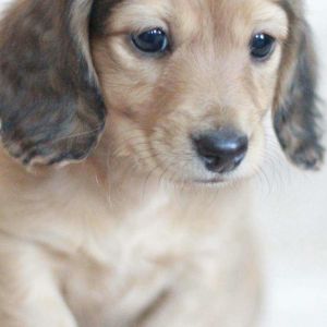 Papel de Parede de Cachorrinho Adorável