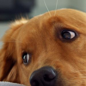 Cachorro Golden Retriever Fofo