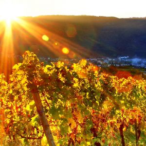 Paisagem de Vinhedo ao Pôr do Sol