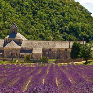 Campos de Lavanda e Abadia