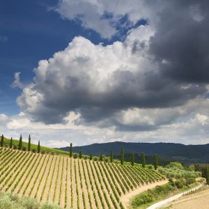 Paisagem de Vinhedos com Nuvens Dramáticas