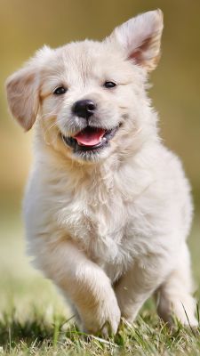 Filhote de Golden Retriever Feliz