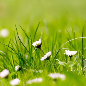 Bela Grama Verde com Margaridas
