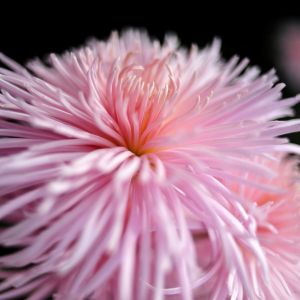 Flor Rosa em Close-Up
