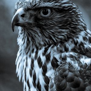 Retrato de Falcão Majestoso