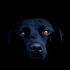 Retrato de Cão Preto