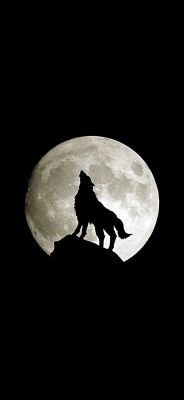 Lobo Uivando para a Lua Cheia